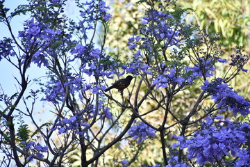 Árbol de Jacaranda con ave de color amarillo