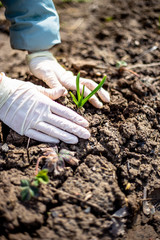 In spring, a woman in white rubber gloves puts onions in the ground in her garden, a ranch. concept. Work in the fresh air.