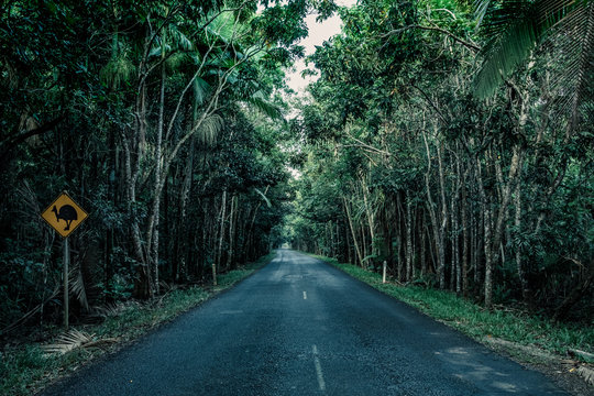 Road In Daintree Forest