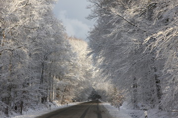 road with trees in th winter  