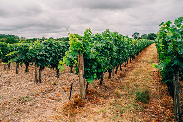 Fototapeta na wymiar Vineyards in Chinon, France