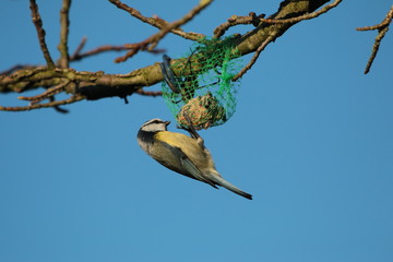 blue tit is sitting on a fat ball eating
