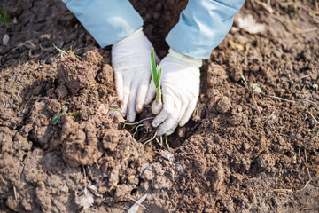 In spring, a woman in white rubber gloves plants an onion in her garden and holds a plant with her hands, working in the fresh air.