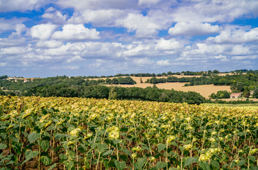 Fototapeta na wymiar Field of sunflowers in the French countryside