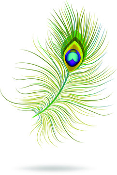An isolated image of a single peacock feather. A concept that can be used for logos and icons. Vector image. EPS10