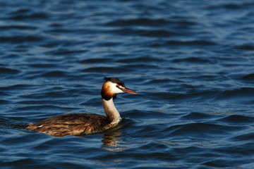 Beautiful duck on a lake