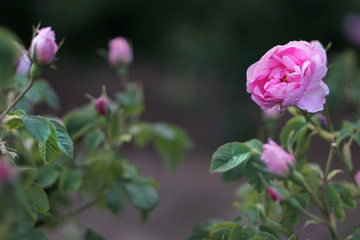 Beautiful Bulgarian Damask Roses in the Valley of Roses in Bulgaria