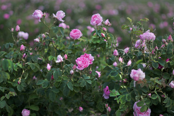 Beautiful Bulgarian Damask Roses in the Valley of Roses in Bulgaria