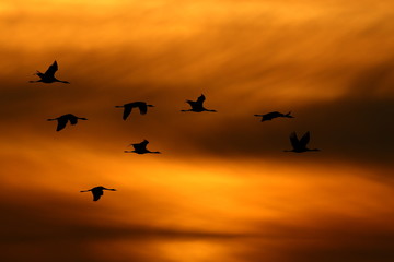 Birds flying in the sunset