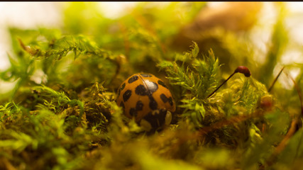 ladybug in green moss 