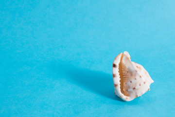 Fototapeta na wymiar Seashell on a blue background with blank space. Concept.