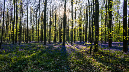 bois de Hal
