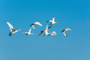 Obraz premium flock of Swan