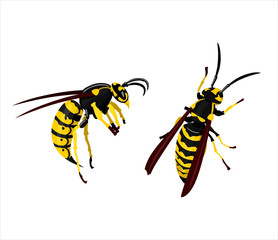 Two wasps on top and side views with sting and wings yellow and black color