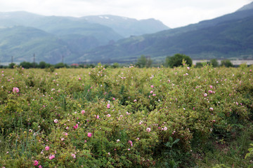 Fototapeta na wymiar field Bulgarian Damask Roses in the Valley of Roses in Bulgaria