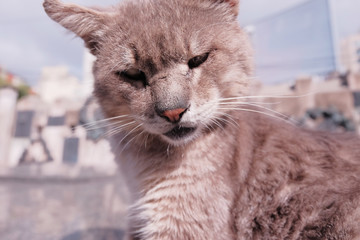 Creepy grey one-eyed cat looking at the camera sitting on a stone slab in a cemetery