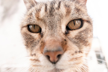 Beautiful gray cat close-up on a white background sits and waits