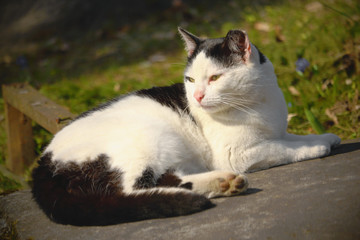 White and black cat lying on stone on sunny day