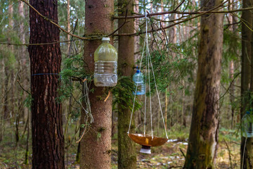 Caring for forest animals and birds. Bird feeders in the forest. Feeders from plastic bottles.