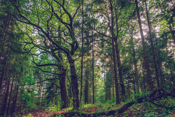 Trees in the  wild forest