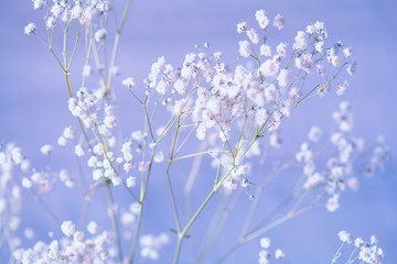 Small white flowers on a blue background (gypsophila flowers. Baby breath flowers)