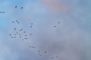 Blue sky with white clouds in the evening. A flock of black birds crows fly high in the sky.