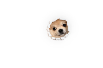 Pomeranian spitz looking out of hole in white background