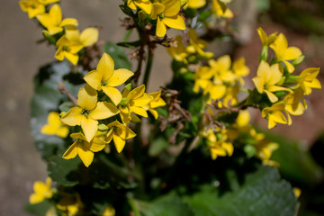 FLOWER