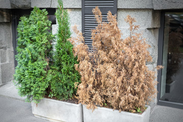 Bright green growing and brown dry dead thujas schrub in big concrete pots at sidewalk against grey...