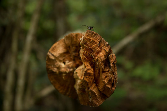 ciclo de la vida