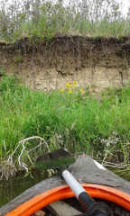 Lonely Creekside Flowers