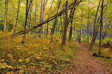 Fototapeta premium road in the autumn forest