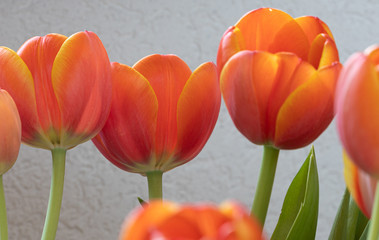 Tulip Flowers. Head. Nature. Spring. Red