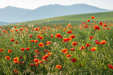 natural red poppy field summer sunny day 