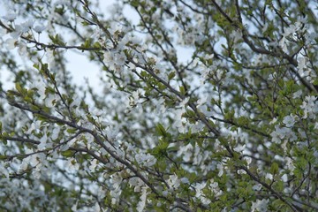 Fototapeta premium Cherry tree blossom in spring. Its flowers are nearly pure white, tinged with the palest pink, especially near the stem. They bloom and usually fall within a week, before the leaves come out. 