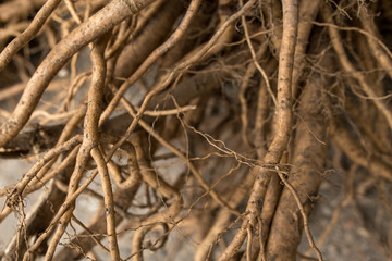 Cream as the basis of plant life. Developed fibrous root system close-up.