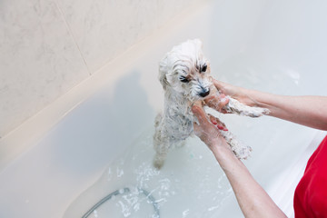 Showering a small dog at home. Woman washing a maltese in the bathtub