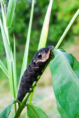Larva of elephant hawk moth (Deilephila elpenor) on green branch on blurred green background