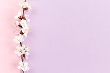Blossoming branches of apricot tree on a pastel pink and violet background.