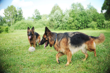 dog on grass