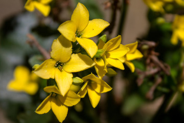 bee on flower yelow
