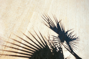 Black shadow of tropical plants on tiles. Beautiful style of light background. Sunny summer day. Wall or floor with shade. Stock photo.
