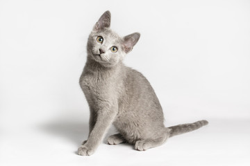 Russian blue cat on colored backgrounds