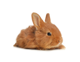 Adorable fluffy bunny isolated on white. Easter symbol