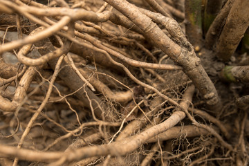 Developed hibiscus root system. Strong root example