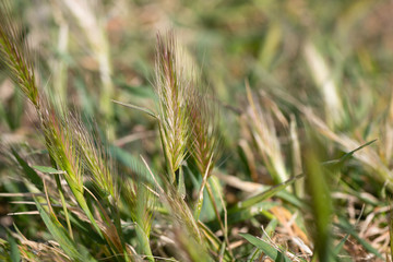 Hordeum murinum - hated by dog owners as they can dangerously penetrate the ears, nose and paws often necessitating veterinary intervention