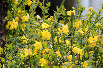 yellow flowers bloom on a green bush