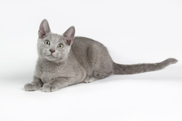Russian blue cat on colored backgrounds