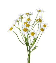 Bunch of beautiful chamomile flowers on white background