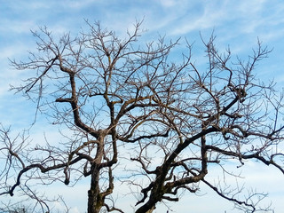 clumsy scary tree without leaves and flowers against a blue sky